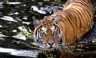 Corbett Tour with Golden Triangle