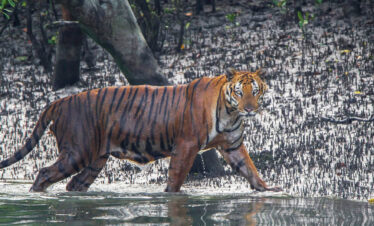 Ganges With Tiger Tour
