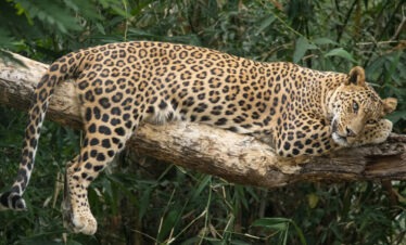 In Search of Wild Cat