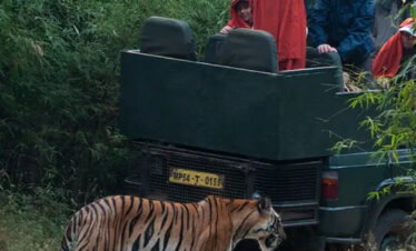 Stay With Tiger